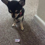 Chihuahua and ant sized ticked for Ant Man