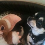 Chihuahua and Mogwai plush