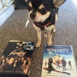 Chihuahua with Serenity and firefly DVD's
