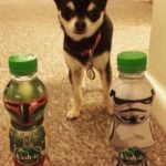 Chihuahua and Star Wars Water