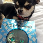 Chihuahua and DVD