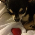 Chihuahua and a heart