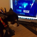 Chihuahua and Legend film