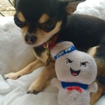 Chihuahua and Ghostbusters Stay Puft