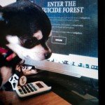 Chihuahua and The Forest website