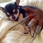 Chihuahua and Freddy Krueger glove
