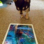 Chihuahua and London Has Fallen Poster