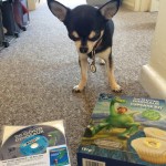 Chihuahua with Good Dinosaur Bluray and Cupcake making set