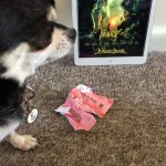 Chihuahua with cinema ticket