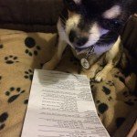 Chihuahua and film times leaflet