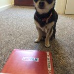 Chihuahua and Lovefilm rental