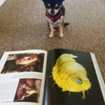 Chihuahua and Hitchhikers Guide to the Galaxy babelfish