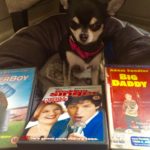 Chihuahua with Adam Sandler films