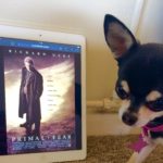 Chihuahua and the film poster for Primal Fear