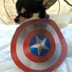 Chihuahua with Captain America shield