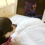 Chihuahua and the poster for Tom hardy film,Locke