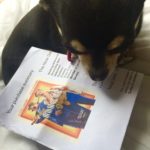 Chihuahua with Nice Guys cinema ticket