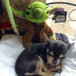 Chihuahua and Disney's Stitch as Yoda