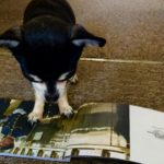 Chihuahua with Orient express brochure