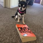Chihuahua and Stephen King's book Cell