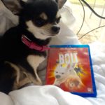 Chihuahua with Disney's Bolt on bluray