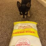 Chihuahua with Popcorn