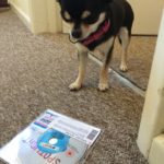 Chihuahua and Spotlight on BluRay