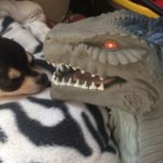 Chihuahua with Godzilla head toy