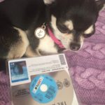 Chihuahua with the Revenant on Bluray