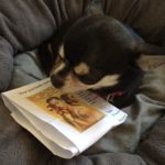 Chihuahua with Popstar: Never Stop Never Stopping ticket