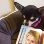 Chihuahua and image of Jodie Foster from The Accused