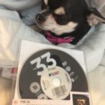 Chihuahua and the 33 on DVD