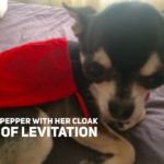 Chihuahua in red cloak