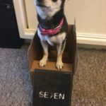 Chihuahua in a box and 7 on DVD