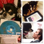 Chihuahua promoting Me Before You