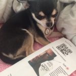 Chihuahua with cinema ticket to see Split