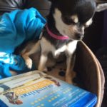Chihuahua with Sunshine Cleaning BluRay