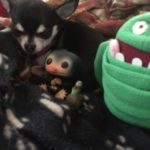 Chihuahua with movie merchandise