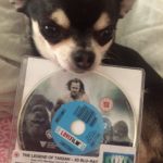 Chihuahua with DVD of The Legend of Tarzan