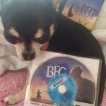 Chihuahua with our BFG rental