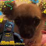 Chihuahua with Lego Batman