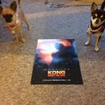 The BMAF chihuahua's and Kong Skull Island Poster