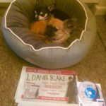 Chihuahuas with I, Daniel Blake