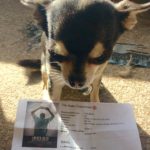 Chihuahua with our Belko Experiment cinema ticket