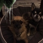 Chihuahuas with Alien Covenant image