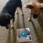 Teddy and Pepper, the chihuahuas with our In a Valley of Violence rental