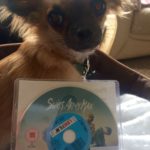 Chihuahua with Swiss Army Man Rental