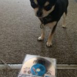Chihuahua with Jack Reacher 2 on BluRay