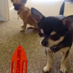 The BMAF Chihuahua Lifeguards