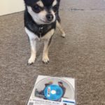 Chihuahua with our Manchester By The Sea Rental